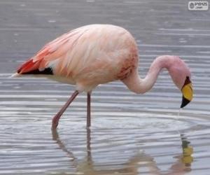 yapboz Andean Flamingo